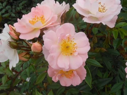 Open Arms - Climbing Patio Rose - 4 Litre Potted Rose