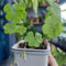 glücksklee samen bio - kleeblatt - kräutergarten balkon, winterharte stauden, vierblättriges, pflanzensamen, pflanzen für sonnige plätze indoor kräutergarten, exotische pflanzen 70pcs