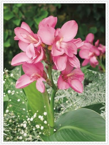 Canna Zwiebeln Bonsai Winterhart zwiebeln Pflanzen DIY Garten Winterhart Mehrjährig