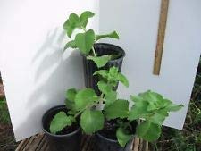 Cuban Oregano,Oregano brujo,Spanish Thyme,Mexican Thyme-Live Plant 6