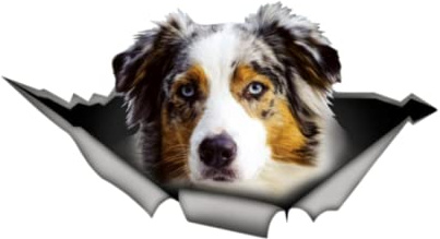 Aufkleber Torn Australian Shepherd Metall Autoaufkleber Lustige Autoaufkleber Fenster Kofferraum Tier 3D Auto Styling 13X7CM