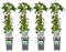 Kletter-Hortensie - Hortensie petiolaris - ↨65cm - Ø15cm - 4 Stück