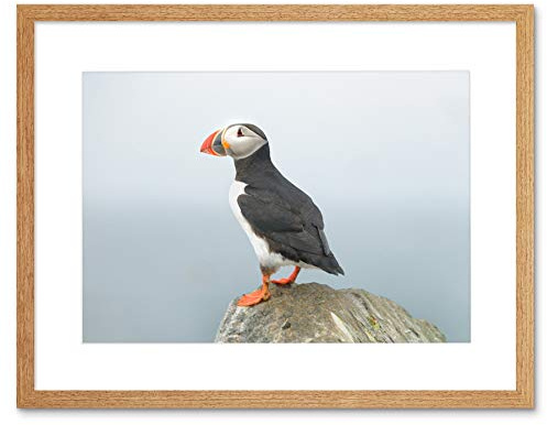 Atlantic Puffin Bird Rock SEA Black Frame Framed Art Print Picture B12X8461