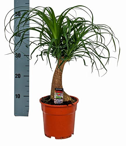DECOALIVE Planta Natural Pata de Elefante Beaucarnea Palmera Interior