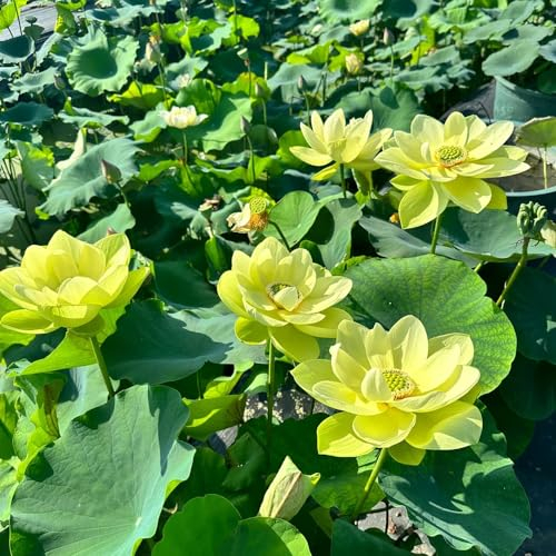 80 pcs Lotusblume Samen Winterhart Wildblumenwiese Saatgut Mehrjährig, Seed Lotusblume Samen - Nelumbo Nucifera Schnittblumen Samen, Zimmerpflanzen Samen Extrem Winterharte Kübelpflanzen