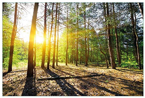 Wallario Küchenrückwand selbstklebend 90 x 60 cm, Motiv: Sonnenstrahlen tief hinter dem Wald | Spritzschutz abwischbar & pflegeleicht