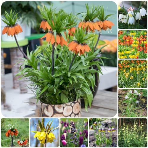 10 pcs kaiserkrone zwiebel kaufen - topfpflanzen draußen winterhart kaiserkronen knollen zwiebeln,Fritillaria, plants blumenzwiebel winterharte stauden mehrjährig blumen geschenk exotische