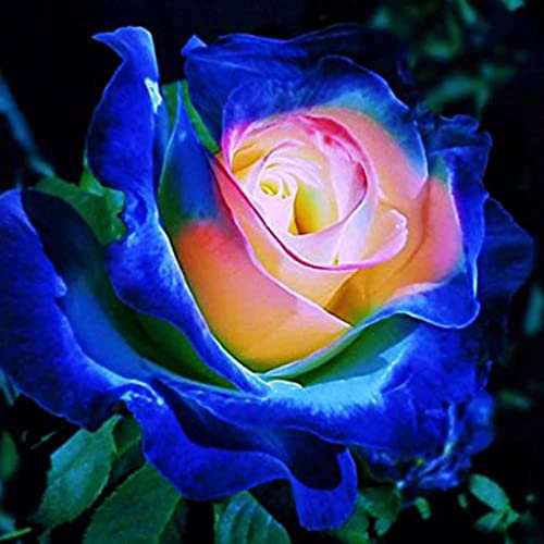 100 Piezas Semillas de Rosa para Sembrar, Semillas Rosa, Semillas Flores, Semillas de Flores, Semillas Flores Exterior, Semillas Plantas Para Jardín, patio, granja (Azul)