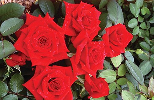 SPECIAL DAD Bush Rose, 3.5 Liters, Deep Red