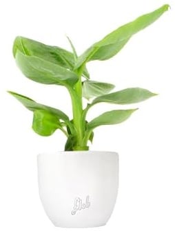 Pianta di Banano - Sviluppo Contenuto, in Estate si Può Posizionare in Terrazzo - Vaso Bianco Perlato