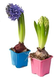 Lote de 2 Bulbos de Jacinto para Sembrar en Jardín Flores de Colores