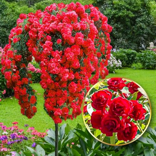 Rose ad alberello - Alta 120 cm - Ideale per balconi, terrazze e piccoli giardini - Adatta per vasi e in terra (Scarlet)