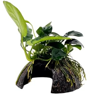 WASSERPFLANZEN WOLFF - Kokosnuss-Höhle mit Zwerg-Speerblatt/Anubias nana | Robuste Anfängerpflanze | Deko-Versteck für Garnelen & Welse | Low-Tech geeignet | GRATIS-Lieferung