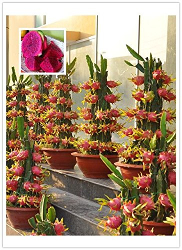 Original-Packung, 15 Samen/pack, Pitaya innen rot Rot außen, Kuchen und Dragon Fruit, Pitaya Kaktus, sehr lecker