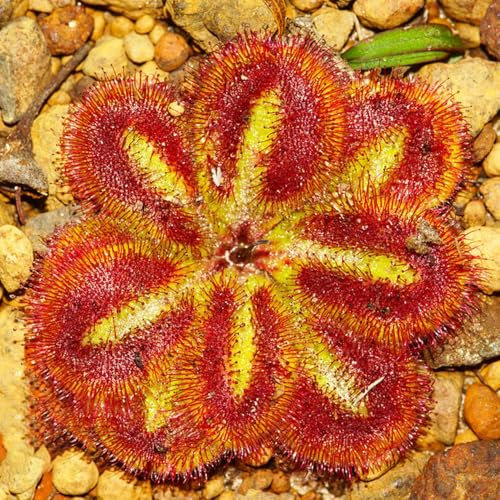 100 pcs sonnentau samen, pflanzen samen indoor, gartenpflanzen winterhart blumengarten, ostergeschenke deko pflanzen, plants samen geschenk, winterharte stauden mehrjährig garten