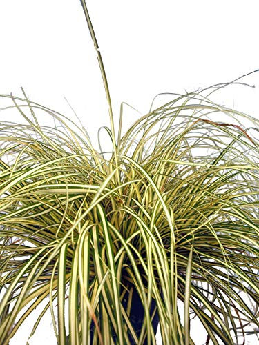 Buntsegge - Halbimmergrünes Gras
