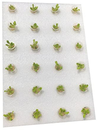 Yardwe Plateau De Jardinage Flottant Hydroponique De 40 Mm Ensemble De Plantation avec Éponges Et Coupelles pour