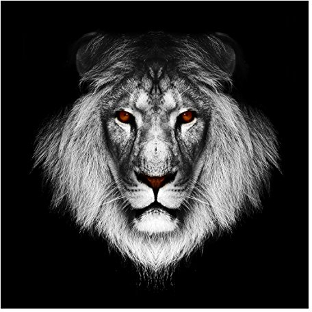 Vliestapete - Dark Lion II - Fototapete Quadrat Vlies Tapete Wandtapete Wandbild Foto 3D Fototapete, Größe HxB: 192cm x 192cm