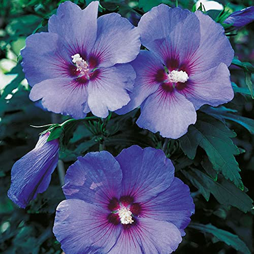 Hibiskus Garteneibisch Blue Bird - Hibiscus syriacus - winterhart und mehrjährig - 1 Zierstrauch von Garten Schlüter - Pflanzen in Top-Qualität 30-40 cm