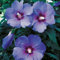 Hibiskus Garteneibisch Blue Bird - Hibiscus syriacus - winterhart und mehrjährig - 1 Zierstrauch von Garten Schlüter - Pflanzen in Top-Qualität 30-40 cm