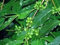 5 graines de café arabica caféier graines