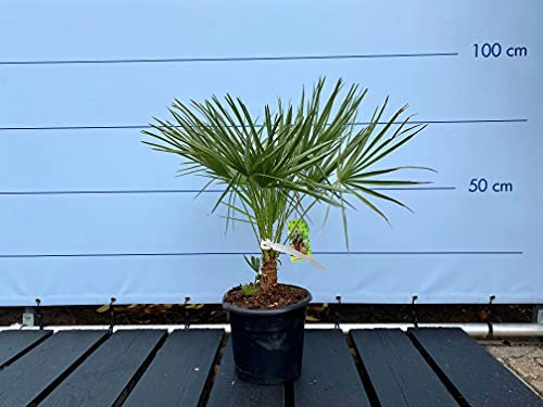 Palmera enana – 80 cm – dura invierno – chamaerops humilis