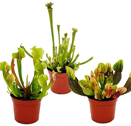 Schlauchpflanzen-Trio - 3 verschiedene Sarracenia-Pflanzen im Set - Fleischfressende Pflanzen - 9cm Topf
