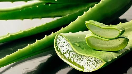 PIANTA DI ALOE VERA vaso16