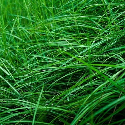 Chinaschilf Cracillimus Miscanthus sinensis Eulalia Gas Herbstgras 1 Liter Topf