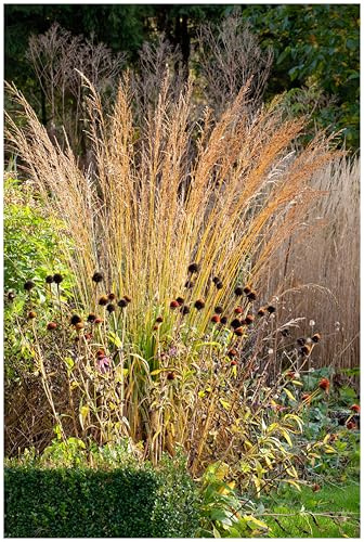 Stauden Gänge 10 x Molinia arundinacea 'Karl Foerster' Hohes Pfeifengras | Hohes Ziergras für Sonne bis Halbschatten, Blüte Juni bis August, mehrjährig, 1 L Topf (11x11 cm)