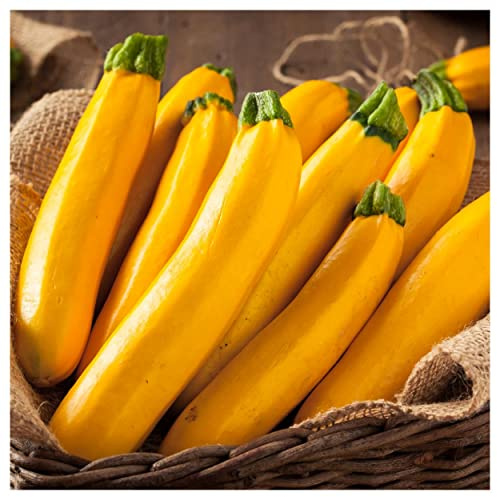 Everwilde Farms - 1/4 Lb Golden Zucchini Summer Squash Seeds - Gold Vault