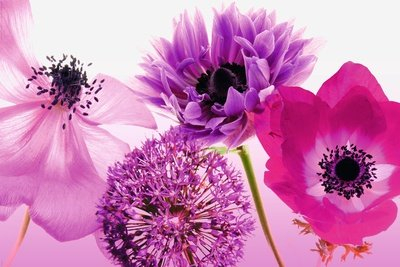 Purple Summer Poster, 92x61