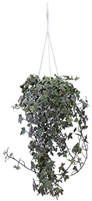 Pianta di Hedera Helix Variegata Pianta di Edera pianta da esterno pianta da giardino pianta ornamentale di Edera Variegata pianta vera di Hedera Helix Variegata venduta da eGarden.store (Vaso 16 cm)