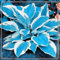 Hosta Schön -Eine Starke Pflanze Mit Gutem Wachstum Gemischt -Gemischte Jade Schnitzerei Fühlt Sich Sehr - Anranunkeln Gartenarbeit Zwiebeln Winterhart Mehrjährig