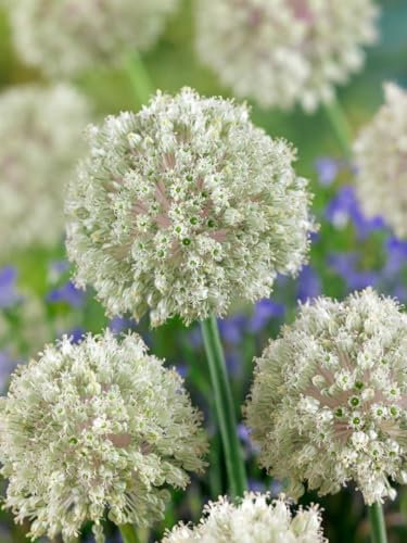Allium nigrum 11x11 cm Topf – Winterhart, Mehrjährig, Pflegeleicht – Zierlauch – Staude für Beet & Garten