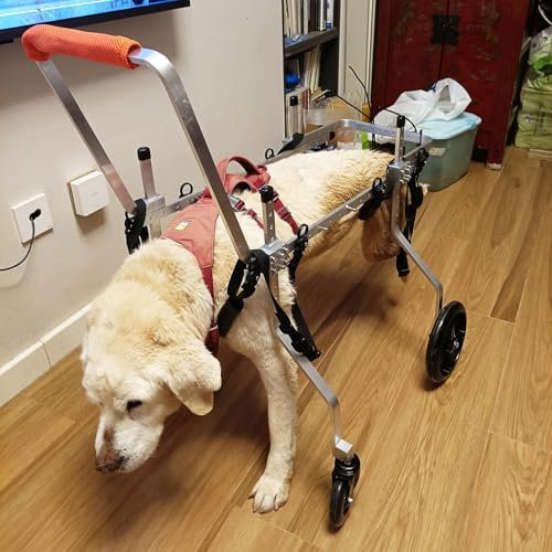Hunderollstuhl Rollstuhl für Behinderte, Verletzte Und Lahme Hunde/ Unterstützung für Vorder- Und Hinterbeine, Verstellbarer Hunderollstuhl, Leichter Fahrradanhänger für Haustiere, Extragroß(Size XL)