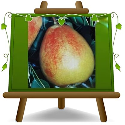 EURO PLANTS VIVAI Pero Cocomerina Pianta da Frutto Antico età 4 anni | Vaso 26 cm Altezza 160-180 cm