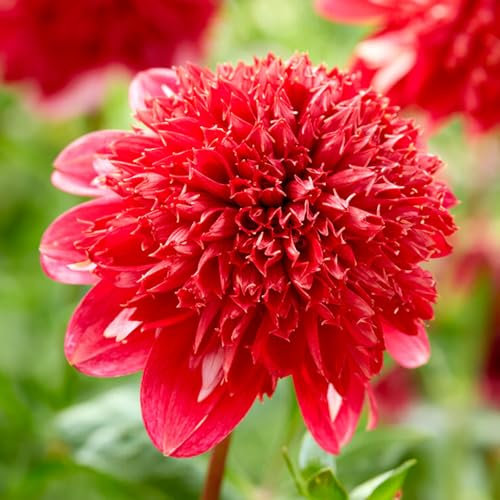 1 Zwiebel (Knolle) der Anemonenblütige Dahlie SPEECH | Blumenzwiebeln von den besten niederländischen Züchtern | Exklusive Auswahl und Qualitätskontrolle