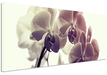 Paul Sinus Art 120x40cm Panoramabild auf Leinwand Blume Orchidee Makro-Bild