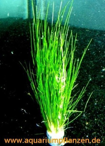 Mühlan Wasserpflanzen 1 Bund Nadelsimse, Eleocharis Acricularis