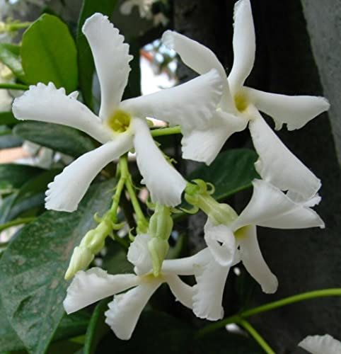 Falso Gelsomino Rhyncospermum jasminoides”, Pianta in vaso h 30/40 cm, Piante vere rampicanti da esterno Vivaio di Castelletto