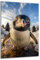 DARO Design - Wand-Bild auf 6mm HDF 30x20 cm Pinguin Portrait - Wand-Deko Bilder Geschenk