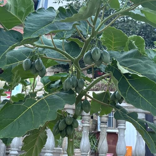 150 piezas Semillas de tomate de árbol de tamarillo, semillas de frutas semillas organicas Cyphomandra betacea, semillas de tomate, plantas de tomate, semillas de tomate árbol de tomate