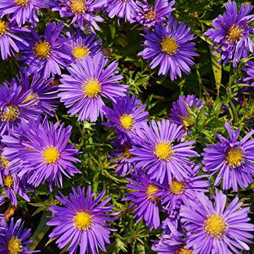 Blumixx Stauden Aster Dumosus-Hybride 'Blaue Lagune' – Kissenaster violettblau blühend, winterhart, mehrjährig, im 0,5 L Topf – ideal für Beet & Kübel