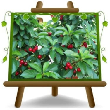 EURO PLANTS VIVAI Cerisier Nain Plante à Partir De Fruit Sur Vase 20 - Arbre Max 90 CM -2 Ans