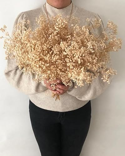 YUVADAN Schleierkraut getrocknet, über 4000 Blütenknospe in 2 Bündel (28 PCS) Trockenblumen Deko, Pampasgras, Trockenblumenstrauß aus Schleierkraut für Hochzeit, Heimdeko, Höhe ca. 40 cm, Cremeweiß