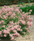 Ceanothus pallidus 'Marie Rose' 40-60 cm - Säckelblume, rosa Blüten, Blütezeit Juni-August, ideal für Rabatten, bienenfreundlich, pflegeleicht