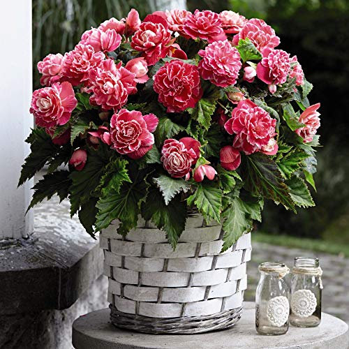 Begonia Summer Flowering Bulbs, Bedding Plants, Bicolour Flowers from Summer to Autumn, Easy to Grow, Gardens & Patios, 20 x Tubers by Thompson & Morgan (20)