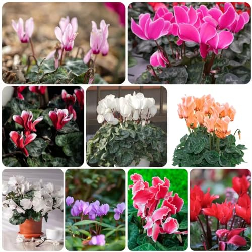 500 pcs Cyclamen samen - winterfeste pflanzen für balkon,Cyclamen persicum,Alpenveilchen bonsai topf praktische geschenke wiesenblumen samen blumensamen zimmerpflanzen wenig lichtbedarf
