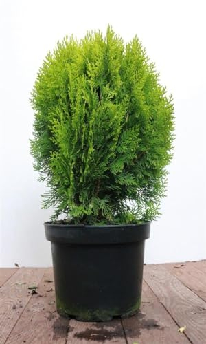 Thuja orientalis 'Aurea Nana' 40-50 cm - Gold-Lebensbaum, kompakt wachsend, ideal für Hecken und Kübel, immergrün, pflegeleicht und winterhart
